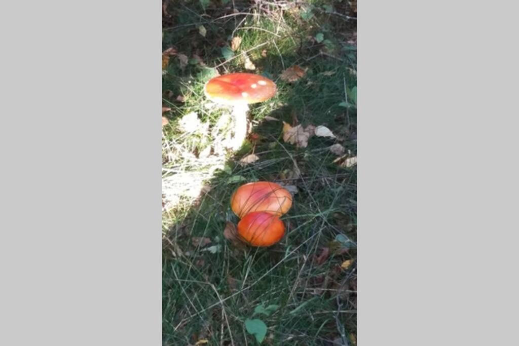 Gite Du Herisson Солию Екстериор снимка